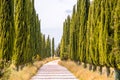 Italian cypress trees alley and a white road to farmhouse in rural landscape. Italian countryside of Tuscany, Italy, Europe