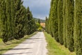 Italian cypress trees rows and a white road rural landscape near Siena, Tuscany, Italy Royalty Free Stock Photo