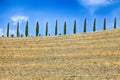 Italian cypress trees rows and yellow field rural landscape, Tuscany, Italy. Royalty Free Stock Photo