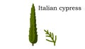 Italian cypress Trees vector element. vector icon Royalty Free Stock Photo