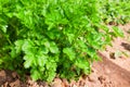 Italian flat leaf parsley Royalty Free Stock Photo