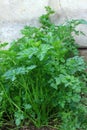 Italian flat leaf parsley growing second year in the garden