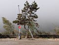 Italian floods aftermath - tree felling