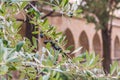 Italian fresh ripe olives growing in the tree over the mediterrinean architecture background