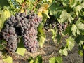 Italian grape fruit cultivation,rural agriculture,vine production,healthy food
