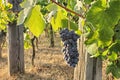 Italian grape fruit cultivation,rural agriculture,vine production