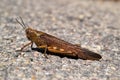 Grasshopper in macro