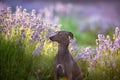 Italian grayhound in lavander Royalty Free Stock Photo