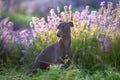 Italian grayhound in lavander Royalty Free Stock Photo