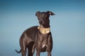 Italian grayhound portrait Royalty Free Stock Photo