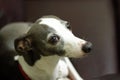 Italian Greyhound