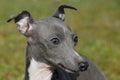 Italian greyhound