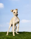 Italian Greyhound (3 months)