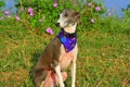 Italian Greyhound