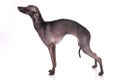 Italian greyhound Royalty Free Stock Photo