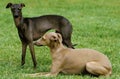 ITALIAN GREYHOUND, ADULTS STANDING ON GRASS Royalty Free Stock Photo