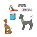 Italian Greyhound Cartoon Dog Set. Royalty Free Stock Photo