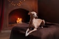 Italian greyhound on a color background in studio Royalty Free Stock Photo