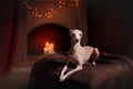 Italian greyhound on a color background in studio Royalty Free Stock Photo