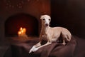 Italian greyhound on a color background in studio Royalty Free Stock Photo