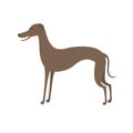 Italian greyhound. Cute vector cartoon dog Royalty Free Stock Photo