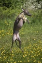 Italian Greyhound Dog - in action jumping and leaping in a meadow with ears and paws up