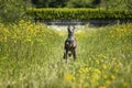 Italian Greyhound Dog - in action running and flying in a meadow with ears and paws up