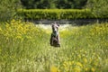 Italian Greyhound Dog - in action running and flying in a meadow with ears and paws up