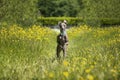 Italian Greyhound Dog - in action running and flying in a meadow with ears and paws up