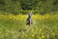 Italian Greyhound Dog - in action running and flying in a meadow with ears and paws up