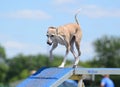 Italian Greyhound at Dog Agility Trial Royalty Free Stock Photo