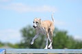 Italian Greyhound at Dog Agility Trial Royalty Free Stock Photo