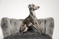 Italian Greyhound dog on armchair Royalty Free Stock Photo