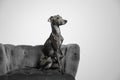 Italian Greyhound dog on armchair Royalty Free Stock Photo