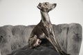Italian Greyhound dog on armchair against background Royalty Free Stock Photo
