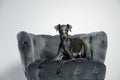 Italian Greyhound dog on armchair against background Royalty Free Stock Photo