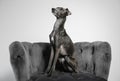 Italian Greyhound dog on armchair against background Royalty Free Stock Photo