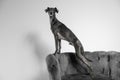 Italian Greyhound dog on armchair Royalty Free Stock Photo
