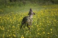 Italian Greyhound Dog - catching a treat standing in a meadow with a bow tie on Royalty Free Stock Photo