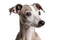 Italian Greyhound Dog On Isolated Transparent Background, Png. Generative AI