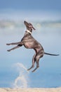 Italian greyhound dog jump Royalty Free Stock Photo
