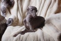 Italian greyhound dog lying on the couch