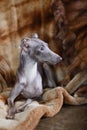 Italian greyhound dog lying on the couch