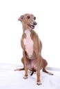 Italian Greyhound dog with mouth open