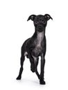 Italian Greyhound dog pup on white background Royalty Free Stock Photo