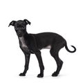 Italian Greyhound dog pup on white background Royalty Free Stock Photo