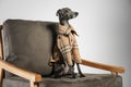 Italian Greyhound dog in shirt on armchair against background Royalty Free Stock Photo