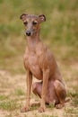 Italian greyhound dog sitting on the grass Royalty Free Stock Photo