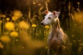 Italian greyhound dog sitting in meadow field surrounded by vibrant wildflowers and grass on sunny day ai generated Royalty Free Stock Photo