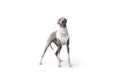 Italian Greyhound dog stand on the floor, studio shooting with white shirt looking at the camera, isolated on white background Royalty Free Stock Photo